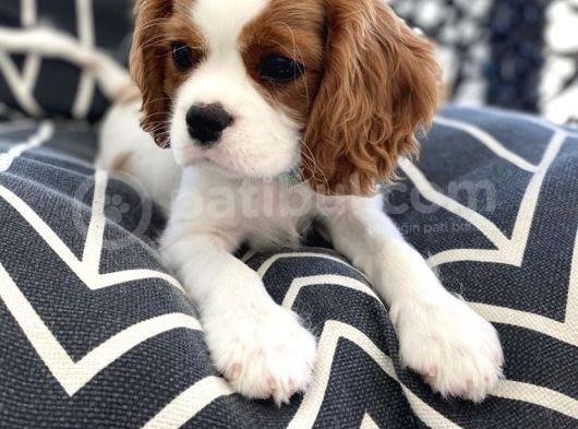 Kral Charles Cavalier Spaniel Orjinal Safkan Garantili Kahve Beyaz görsel