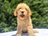 Di̇şi̇ Erkek Toy Poodle Bebekler