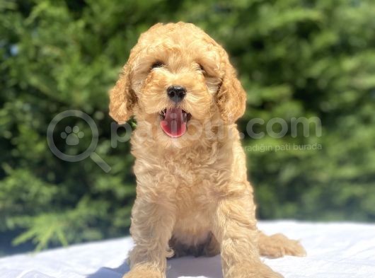 Di̇şi̇ Erkek Toy Poodle Bebekler görsel