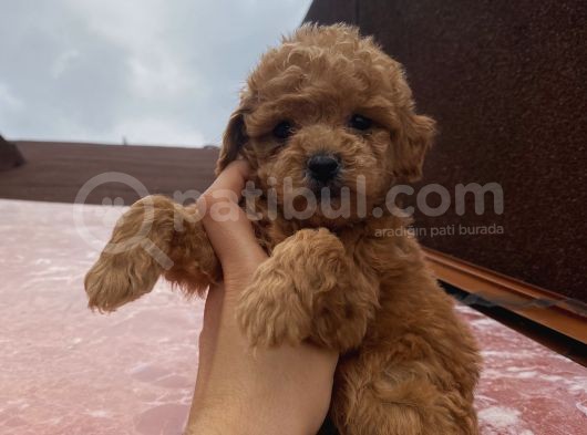 Safkan Poodle Bebeklerimiz görsel