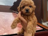 Safkan Poodle Bebeklerimiz