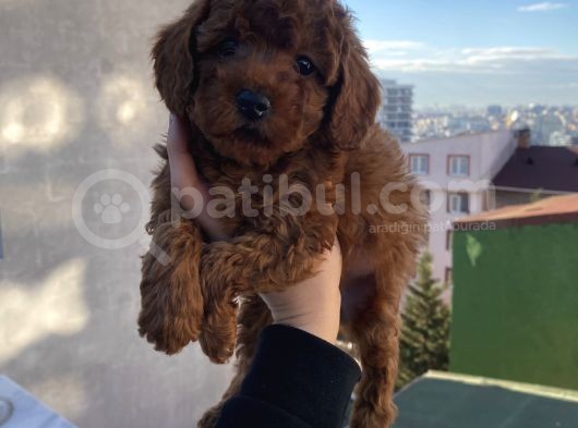 Red Brown Poodle Bebeklerimiz görsel