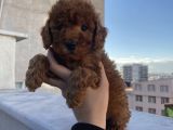 Red Brown Poodle Bebeklerimiz