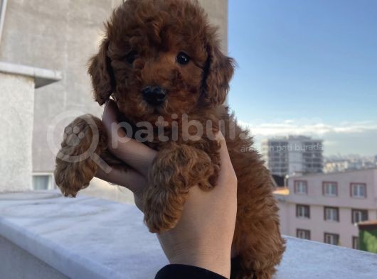 Red Brown Poodle Bebeklerimiz görsel