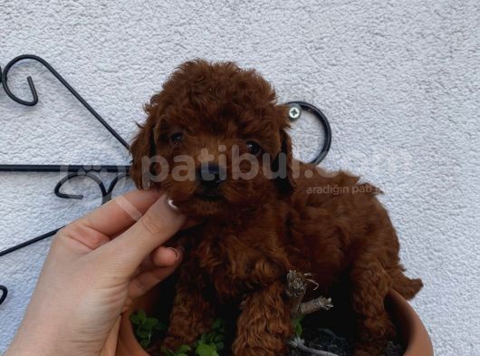 Birbirinden Sevimli Poodle Bebekler görsel