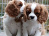 Kral charles cavalier Spaniel orjinal safkan garantili kahve beyaz