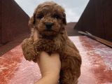 Safkan Poodle Bebeklerimiz