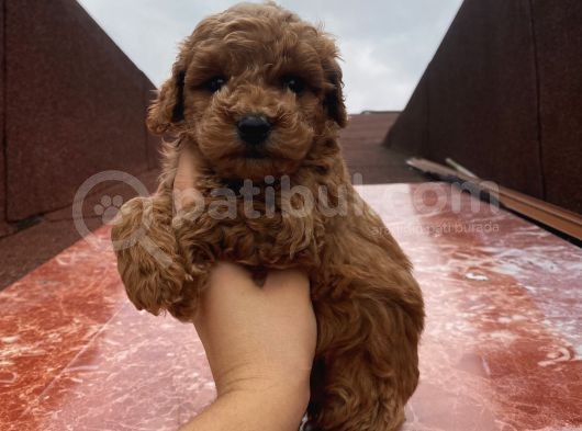 Safkan Poodle Bebeklerimiz görsel
