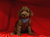 Erkek Yavrumuz Poodle