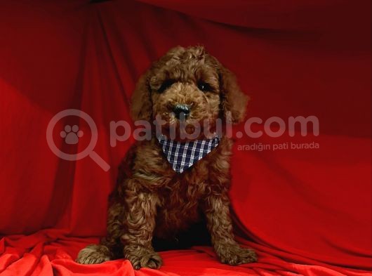 Erkek Yavrumuz Poodle