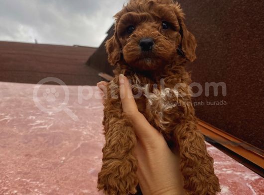 Safkan Poodle Bebeklerimiz görsel