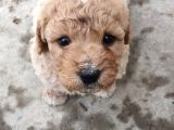 %100 IRK GARANTİLİ MALTİPOO YAVRULARIMIZ