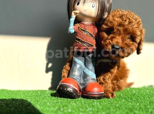 Anne Altından  Safkan  Toy Poodel Yavrular görsel
