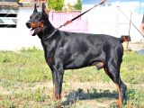 %100 Irk Garanti̇li̇ Doberman Yavrularimiz