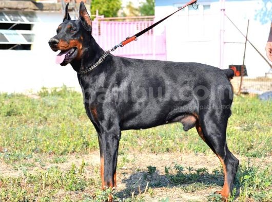 %100 Irk Garanti̇li̇ Doberman Yavrularimiz görsel