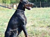 %100 Irk Garanti̇li̇ Doberman Yavrularimiz