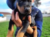 %100 Irk Garanti̇li̇ Doberman Yavrularimiz