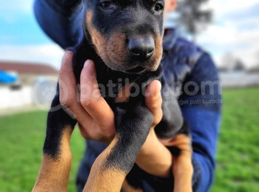 %100 Irk Garanti̇li̇ Doberman Yavrularimiz görsel