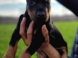 %100 Irk Garanti̇li̇ Doberman Yavrularimiz