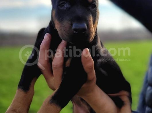 %100 Irk Garanti̇li̇ Doberman Yavrularimiz görsel