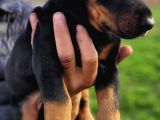 %100 IRK GARANTİLİ DOBERMAN YAVRULARIMIZ