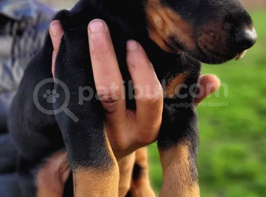 %100 Irk Garanti̇li̇ Doberman Yavrularimiz
