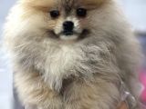Tedy Bear Pomerian Yavrular