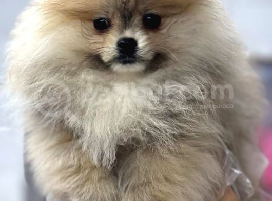 Tedy Bear Pomerian Yavrular görsel