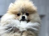 Tedy Bear Pomerian Yavrular