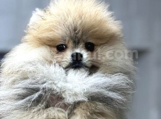 Tedy Bear Pomerian Yavrular görsel