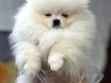 Tedy Bear Pomerian Yavrular