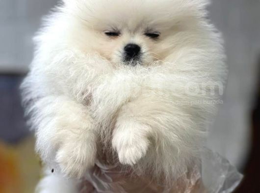 Tedy Bear Pomerian Yavrular görsel