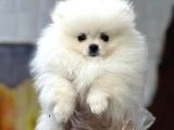 Tedy bear pomerian yavrular