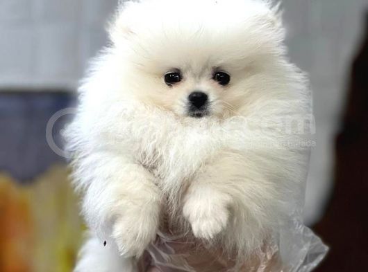 Tedy Bear Pomerian Yavrular