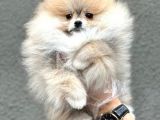 Tedy Bear Pomerian Yavrular