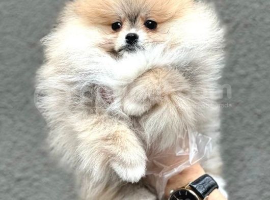 Tedy Bear Pomerian Yavrular görsel