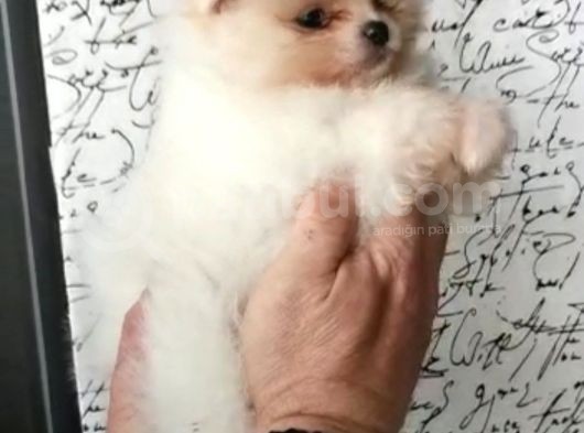 Yakişikli 0 Burun Teddy Bear görsel