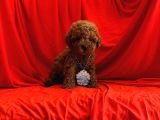 Safkan Toy Poodle Yavrularımız