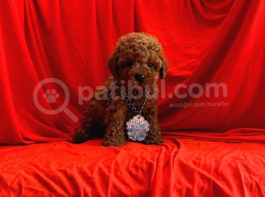 Safkan Toy Poodle Yavrularımız görsel