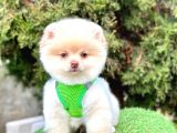 Safkan pomeranian boo yavrularımız