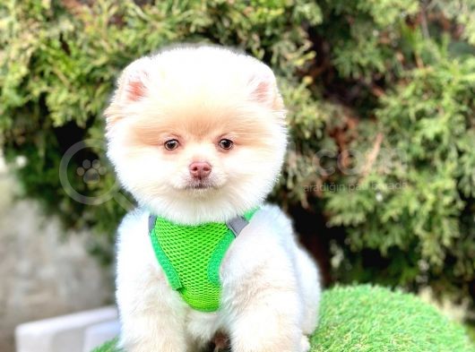 Safkan Pomeranian Boo Yavrularımız