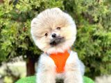 Safkan Pomeranian Boo Yavrularımız