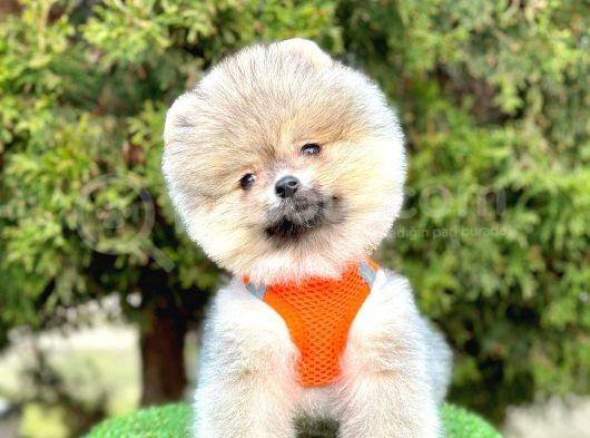 Safkan Pomeranian Boo Yavrularımız görsel