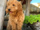 Kali̇teli̇ Toy Poodle Yavrulari