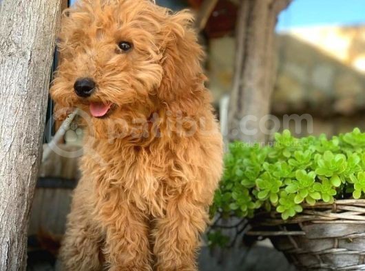 Kali̇teli̇ Toy Poodle Yavrulari görsel
