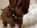 Xxs Cavapoo Yavrular Red Brown Renk