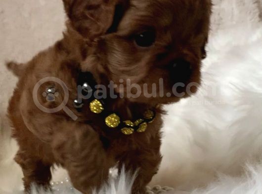 Xxs Cavapoo Yavrular Red Brown Renk görsel