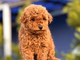 Safkan Red Toy Poodle Yavrular