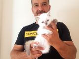 British Shorthair Yavruları