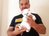 British Shorthair Yavruları